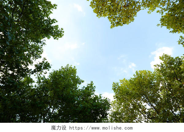 实拍树叶树枝树杈蓝天白云自然风光